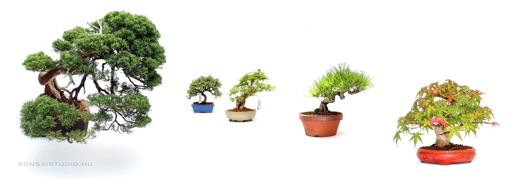 bonsai, vasarlas, rendeles, kulteri, boroka, juniperus, lombhullato, pinus fenyo, azalea, rhododendron, szil, studio, bonsai bolt, erd, hungary kulteri bonsai vasarlas boroka fenyo pinus lombhullato es orokzold bonsajok a marczika bonsai studio kinalatabol